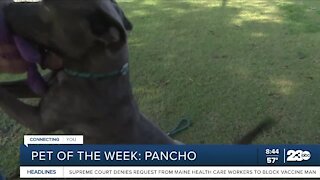 Pet of the Week: Pancho