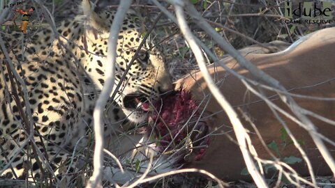 Young Leopard With Big Impala Meal