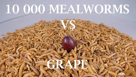 10 000 Mealworms VS Grape