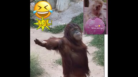 Oops! Funny Monkey Compilation| funniest animal monkey