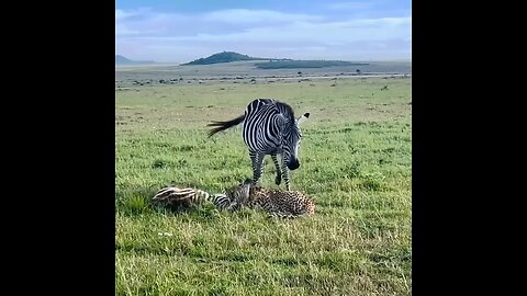 zebra mother save self childern for tiger attack 🐅🐅