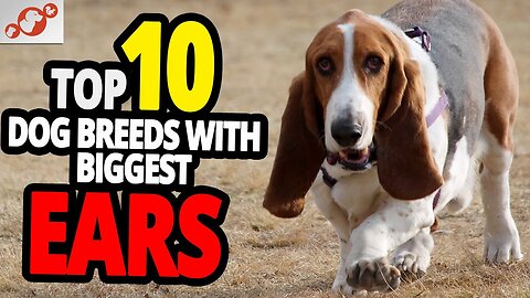 TOP 10 Dog Breeds With The Biggest Ears In The World!