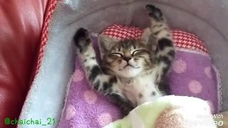 Sleepy kitten refuses to get out of bed