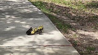 2 Litters of brand new Baby Ducks with their Mothers