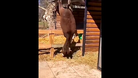 Cute and Funny Moment of the Animals