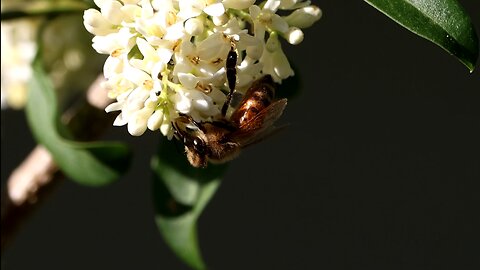 Honey Bee on White Flowers