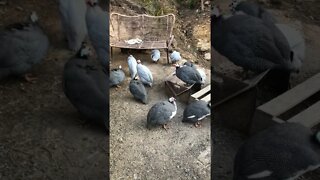 Telling guinea fowl they need to roost in the trees