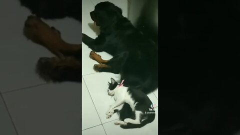 ROTTWEILER E GATO FAZENDO AMIZADE