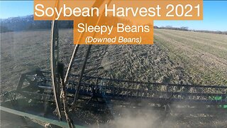 Soybean Harvest 2021, Sleepy Beans (Downed Beans)