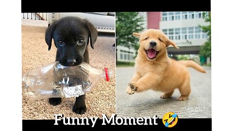 Best_Funny_Dogs_And_Cats_| Funniest_Animals_Videos_2023___Pets_Island || kids funny video