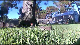 Woodpecker-Dove run off by squirrel