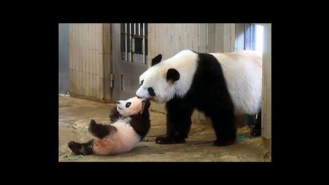 Cute Animals - Cute Baby Panda Videos Compilation - Soo Cute #1