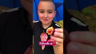 Troy Discovered ANOTHER DELICIOUS FIG in our Little Orchard! 👦🏻❤️😋 #shorts #viral #tiktok