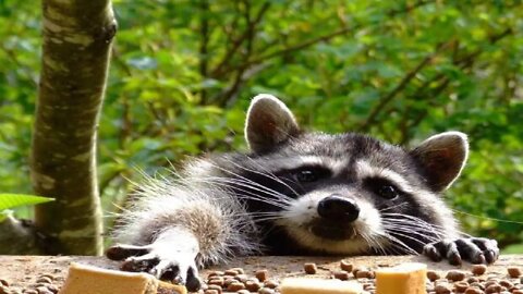 Прикольные еноты (Funny raccoons)
