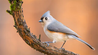 Birds video Most beautiful birds on planet earth ¦¦The rarest birds in the World Birds Sound.