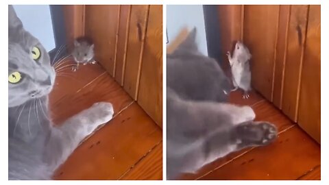 Tom and Jerry in Real Life 🐭🥊🐱😂