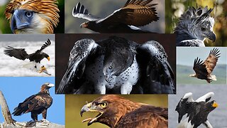 Top 9 Largest Eagles in the World