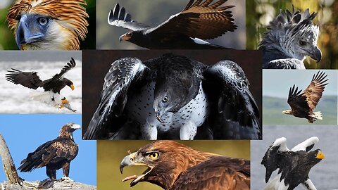 Top 9 Largest Eagles in the World