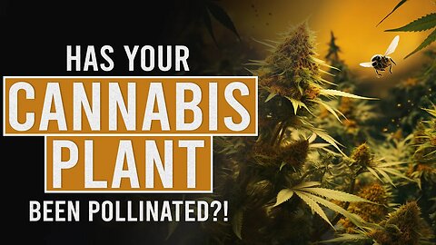 Has your Cannabis Plant been Pollinated?