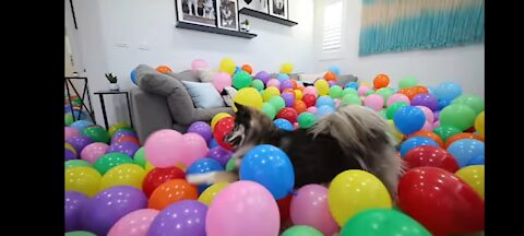 Surprising My Husky with a House Full Of Balloons For Her Birthday!