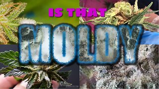 The Dangers of Moldy Weed