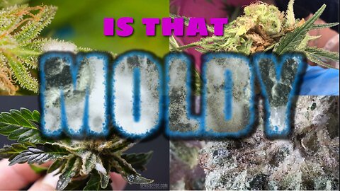 The Dangers of Moldy Weed