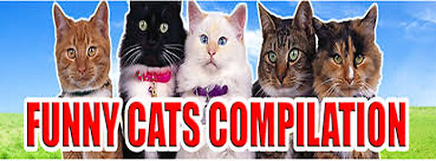 funny cat compilations