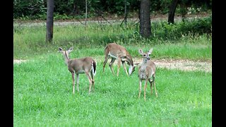 Texas Night Hog's & Deer Weekly 05/10/24