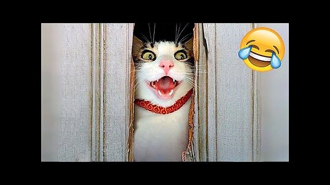 Funny Cats and Dogs Videos 🤣 - Funniest Animal Videos 2023! 🥰