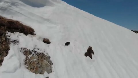 🐻‍❄️Bear Cub Desperate to Climb Snowy Mountain to Reach His Mommy #shorts
