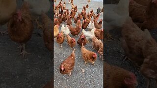 I love being greeted by the chickens! #chickens #farmlife #farmanimals #homestead