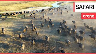 Majestic African animals in their natural habitat caught on camera with a drone