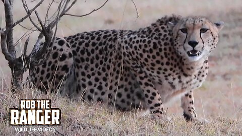 Cheetah Family Playing At Dawn | Maasai Mara Safari | Zebra Plains