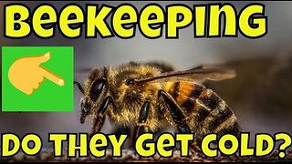 Beekeeping for Beginners (That Could Save Your Beehive!) Beekeeper Money Saving Tips #beekeeping