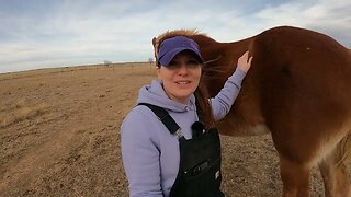 Emergency on the farm with Mabel the baby donkey rescued from slaughter Ep. 42