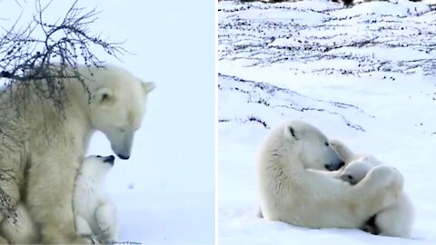 The polar bear babies with their mother are so cute!