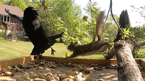 Polite talking crow can't befriend grumpy squirrel