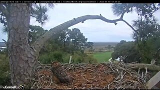 A Mockingbird Visits The Nest 🦉 3/10/22 12:24