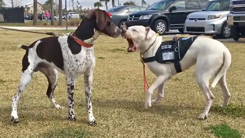 Dog Body Language: Male German Pointer Disrespects Female Dogo Argentino's Personal Space