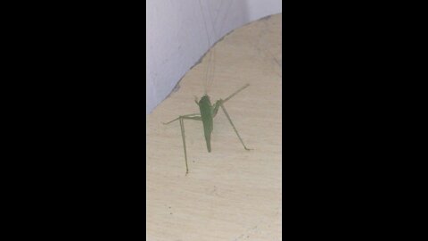 Grasshopper 🦗#Friend Visited to my house