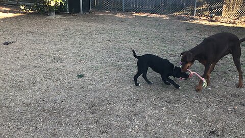 Cooper and Rex playing (1/31/18)