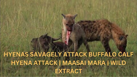 HYENAS SAVAGELY ATTACK BUFFALO CALF HYENA ATTACK | MAASAI MARA | WILD EXTRACT