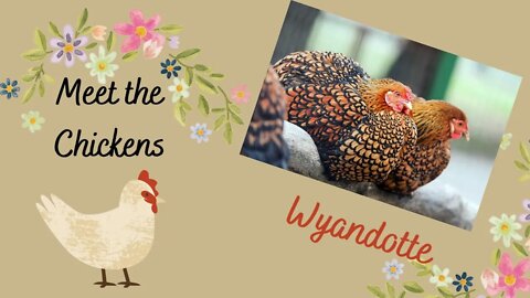 Meet the Chickens: Wyandotte