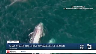 First gray whales make appearance off Oceanside