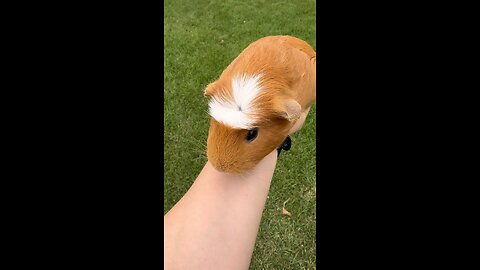 a guinea pig Halloween very scary