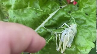 Death by Spider for a Leaf Hopper