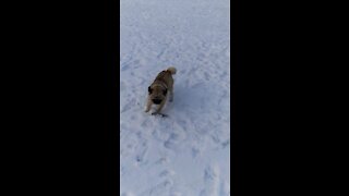My pug loves the snow
