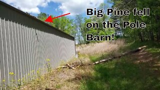 Big Tree Fell on the Pole Barn! Daily Illinois Farm Vlog (Cat & Deer too)