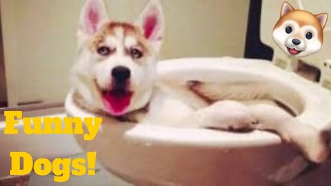 💥Cute Pets And Dogs Viral Weekly😂🙃 of 2019 | Funny Animal Videos💥👌