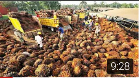 Amazing Oil Palm Fruit Harvesting Machine-Palm Oil Processing in Factory -Palm Oil Production.